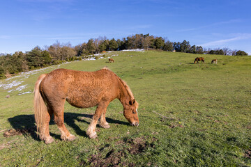 Horses in the mountain near Murgia (Basque Country)