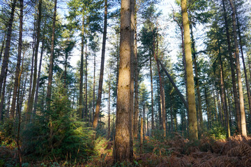 Tall pine trees with dappled sun