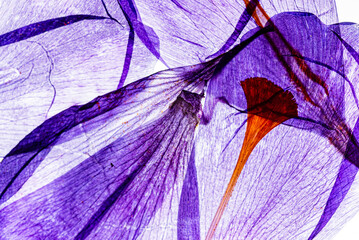 dry flowers on the white background