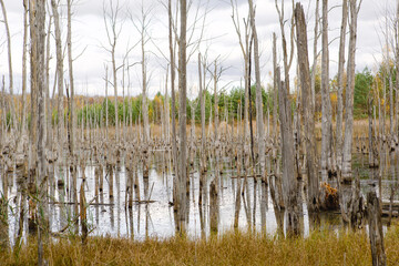 A swamp with dry dead trees, logs, and flowering cattails. Environmental problems, waterlogging of the territory, uninhabitable areas. Natural background