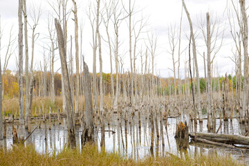 A swamp with dry dead trees, logs, and flowering cattails. Environmental problems, waterlogging of the territory, uninhabitable areas. Natural background