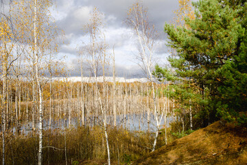 A swamp with dry dead trees, logs, and flowering cattails. Environmental problems, waterlogging of the territory, uninhabitable areas. Natural background