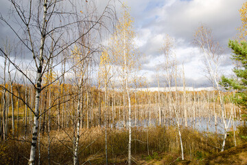 A swamp with dry dead trees, logs, and flowering cattails. Environmental problems, waterlogging of the territory, uninhabitable areas. Natural background