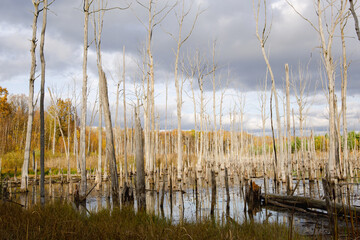 A swamp with dry dead trees, logs, and flowering cattails. Environmental problems, waterlogging of the territory, uninhabitable areas. Natural background
