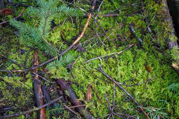 Close up of mossy forest floor - obrazy, fototapety, plakaty
