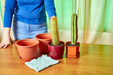 Transplanting a cactus from a small pot to a large one. Plant transplantation. Plant care. Caring for cacti.