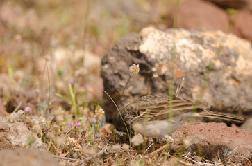 Berthelot's pipit Anthus berthelotii searching for food. Targa. Alajero. La Gomera. Canary Islands. Spain.