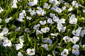 white spring flowers, Botanical Garden,  Oslo, Norway