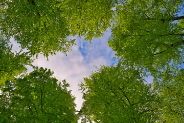 A great view up into the trees direction sky in may, Germany