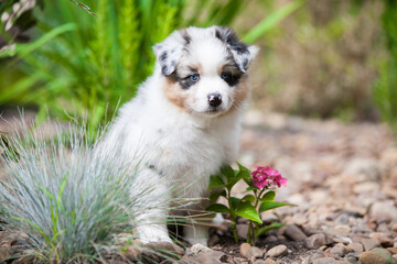 Obraz premium Australian shepherd puppy merle color in nature