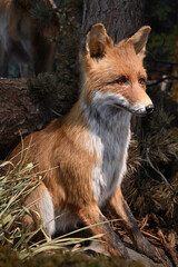 red fox taxidermy object animal