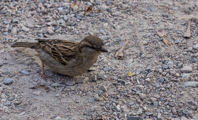sparrow on the sand
