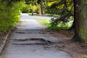 Obraz premium footpath in the park with Visible Roots, Botanical Garden, Oslo, Norway 