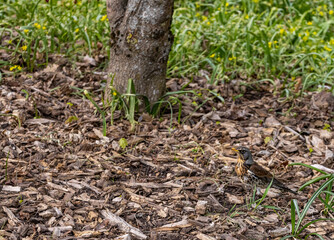 grass in the forest, Botanical Garden,  Oslo, Norway