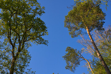 Tree's in the Sky in Zurich Forrest