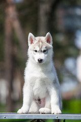 Siberian Husky puppy in the park