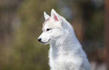 Siberian Husky puppy in the park