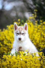 Siberian Husky puppy and yellow flowers