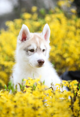 Siberian Husky puppy and yellow flowers