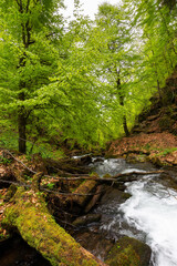 Fototapeta na wymiar rapid water stream in the park. ancient beech forest in spring. beautiful nature scenery