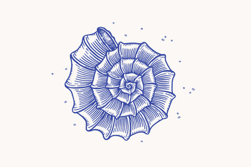 Hand-drawn sea shell coil. Blue shell of an oceanic mollusk on a light background. Vector illustration in vintage style.