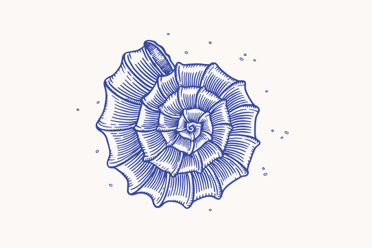 Hand-drawn sea shell coil. Blue shell of an oceanic mollusk on a light background. Vector illustration in vintage style.
