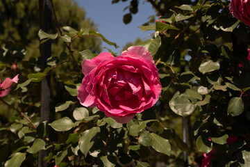 Landscaping and garden design. Closeup view of climbing Rosa Parade, also known as Miniature Rose, flowers of pink and fuchsia petals, growing in a training mesh, spring blooming in the park.
