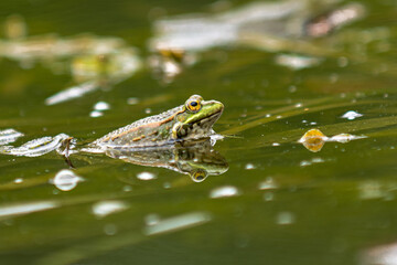Frosch im Teich