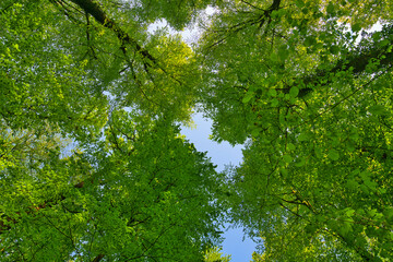 A great view up into the trees direction sky in may, Germany