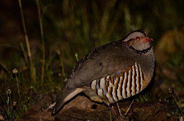 Barbary partridge Alectoris barbara koenigi resting at night. El Repecho. Alajero. La Gomera....