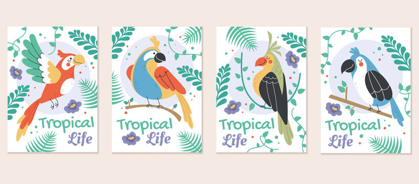 Jungle safari birds parrot greeting cards template set. Vector flat graphic design element