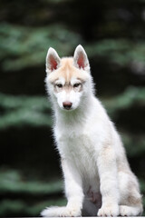 Siberian Husky puppy in the park