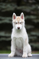 Siberian Husky puppy in the park