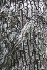 texture of the bark of a tree