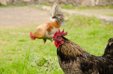 Rooster and another one in the background. Vallehermoso. La Gomera. Canary Islands. Spain.