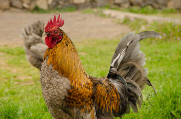 Rooster Gallus domesticus in a meadow. Vallehermoso. La Gomera. Canary Islands. Spain.