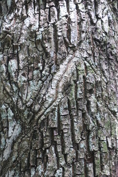 texture of the bark of a tree