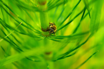 Worker Bee on Plant 