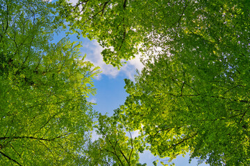 A great view up into the trees direction sky in may, Germany