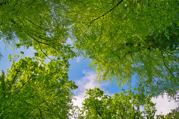 A great view up into the trees direction sky in may, Germany