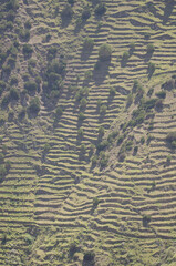 Slope with abandoned cultivation terraces and shrubs of Juniperus turbinata canariensis. Vallehermoso. La Gomera. Canary Islands. Spain.