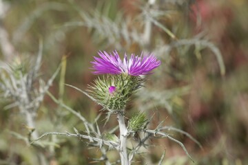 Purple milk thistle, Galactites tomentosus