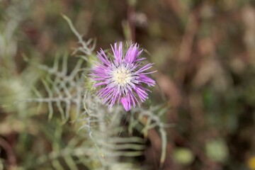 Purple milk thistle, Galactites tomentosus