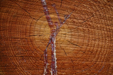 Geschnittenes Holz einer Lärche mit laufendem Harz, Larix