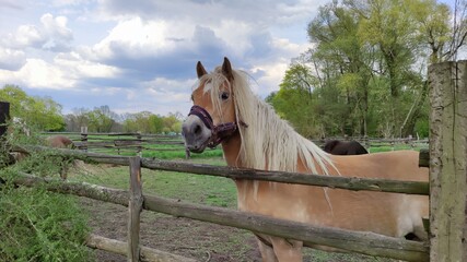 horse in the stable