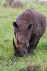 Rhinoceros in nature 