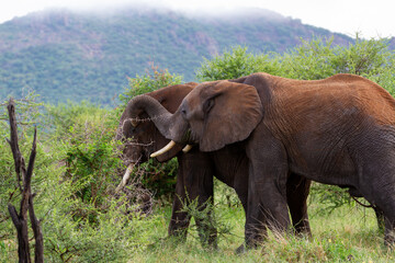 Elephants in nature