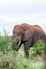 Fototapeta na wymiar Elephant in nature reserve 