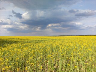 field