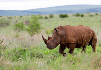 Rhino in nature 
